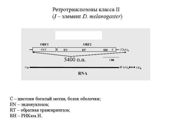 Ретротранспозоны класса II (I – элемент D. melanogaster) 5400 п. н. C – цистеин