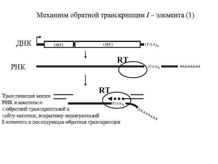 Механизм обратной транскрипции I – элемента (1) ДНК РНК Транспозиция копии РНК в комплексе