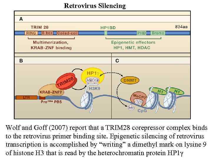 Retrovirus Silencing Wolf and Goff (2007) report that a TRIM 28 corepressor complex binds