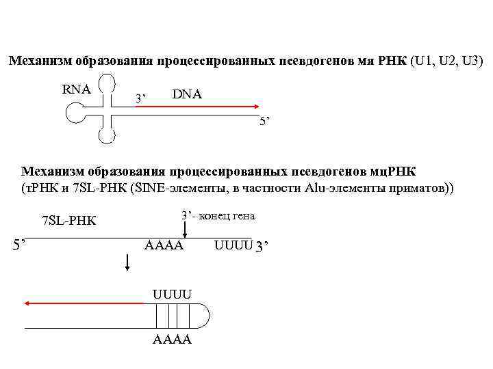 Механизм образования процессированных псевдогенов мя РНК (U 1, U 2, U 3) RNA 3’