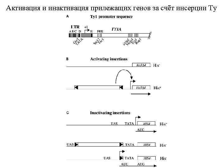 Активация и инактивация прилежащих генов за счёт инсерции Ty 