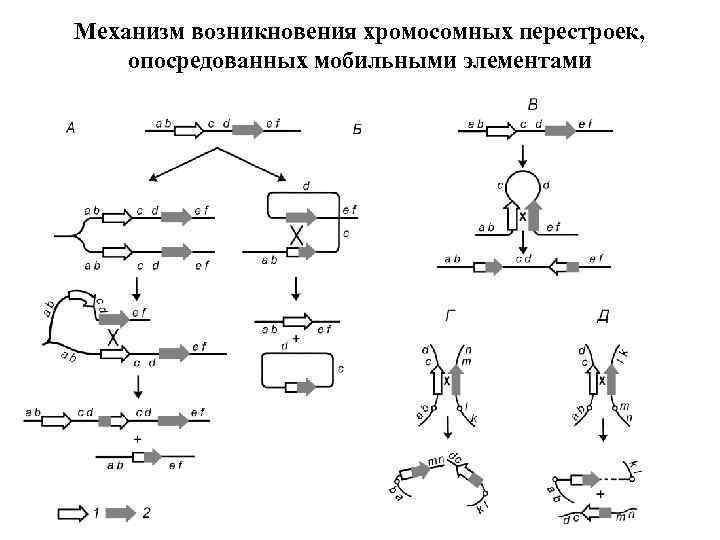 Механизм возникновения хромосомных перестроек, опосредованных мобильными элементами 