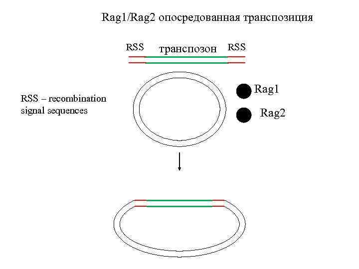 Rag 1/Rag 2 опосредованная транспозиция RSS – recombination signal sequences транспозон RSS Rag 1