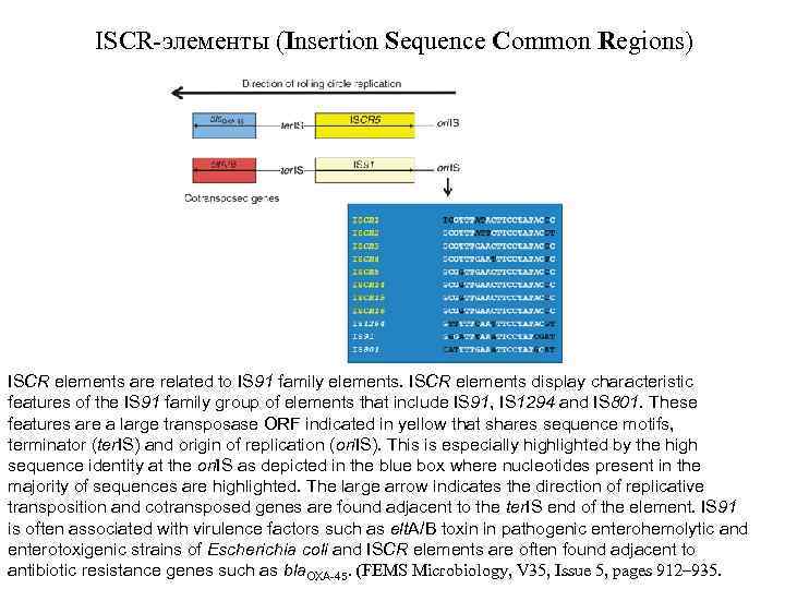 ISCR-элементы (Insertion Sequence Common Regions) ISCR elements are related to IS 91 family elements.