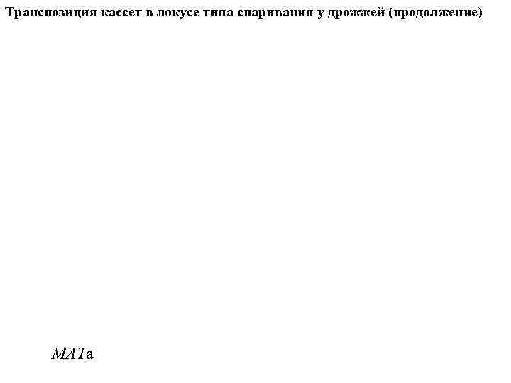 Транспозиция кассет в локусе типа спаривания у дрожжей (продолжение) MATa 