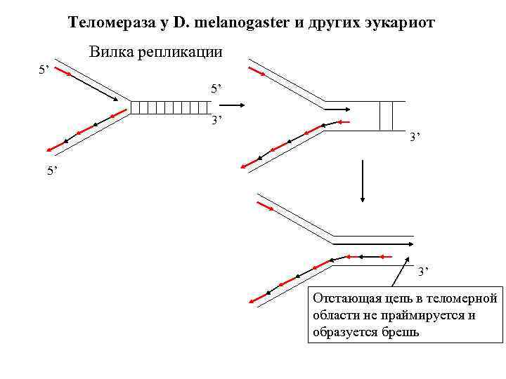 Теломераза у D. melanogaster и других эукариот Вилка репликации 5’ 5’ 3’ 3’ 5’