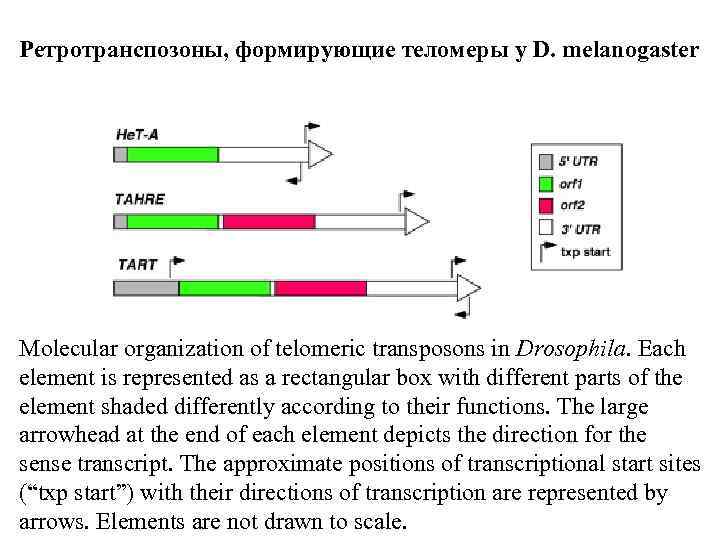 Ретротранспозоны, формирующие теломеры у D. melanogaster Molecular organization of telomeric transposons in Drosophila. Each