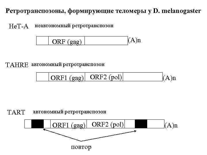 Ретротранспозоны, формирующие теломеры у D. melanogaster He. T-A неавтономный ретротранспозон ORF (gag) (A)n TAHRE