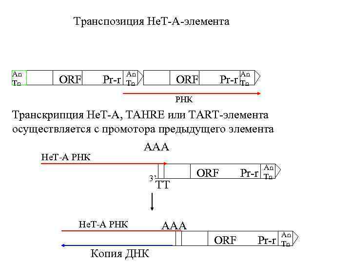 Транспозиция Нe. Т-A-элемента An Tn ORF Pr-r An Tn An ORF Pr-r Tn РНК