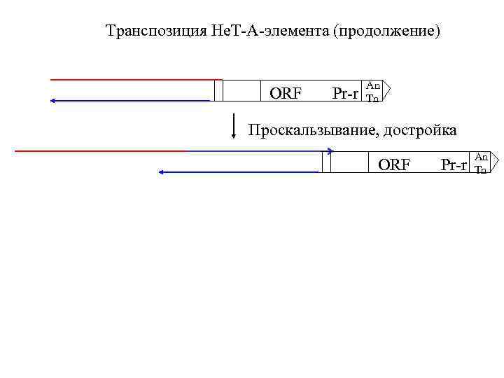 Транспозиция Нe. Т-A-элемента (продолжение) ORF Pr-r An Tn Проскальзывание, достройка ORF Pr-r An Tn