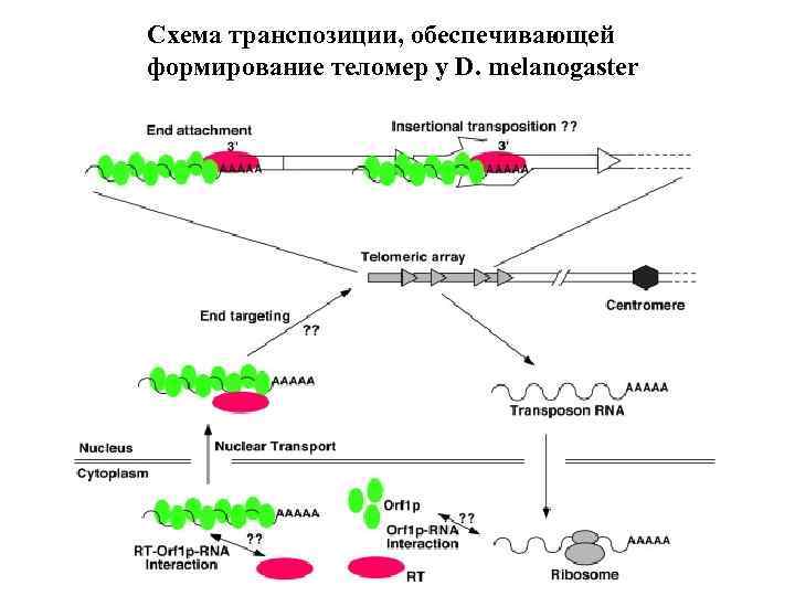 Схема транспозиции, обеспечивающей формирование теломер у D. melanogaster 