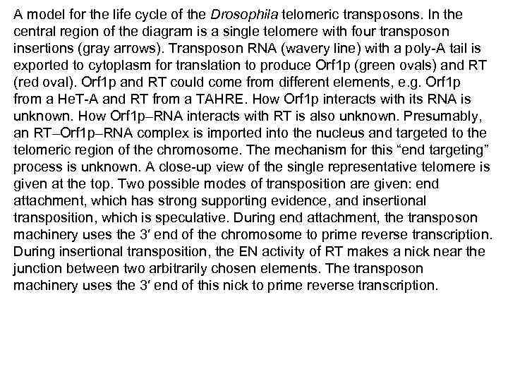 A model for the life cycle of the Drosophila telomeric transposons. In the central