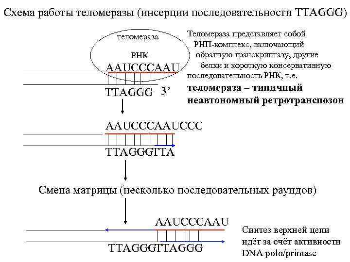 Схема работы теломеразы (инсерции последовательности TTAGGG) теломераза РНК AAUCCCAAU TTAGGG 3’ Теломераза представляет собой