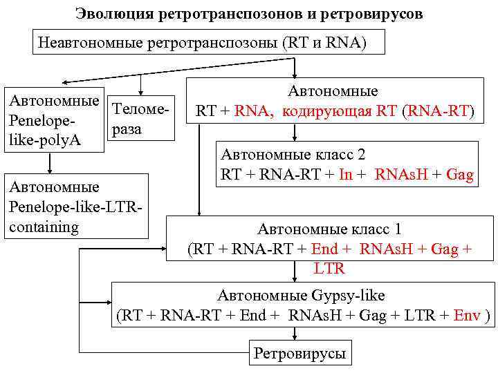 Эволюция ретротранспозонов и ретровирусов Неавтономные ретротранспозоны (RT и RNA) Автономные Теломе. Penelopeраза like-poly. A