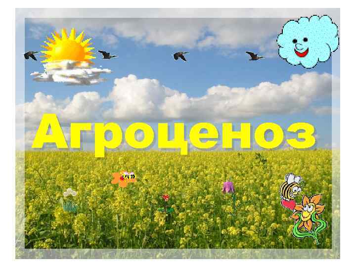 Агроценоз 