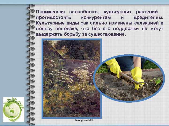 Пониженная способность культурных растений противостоять конкурентам и вредителям. Культурные виды так сильно изменены селекцией