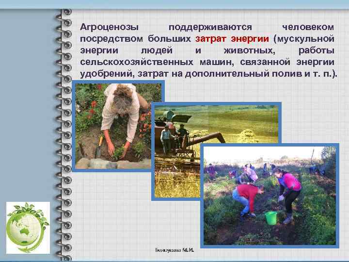 Агроценозы поддерживаются человеком посредством больших затрат энергии (мускульной энергии людей и животных, работы сельскохозяйственных
