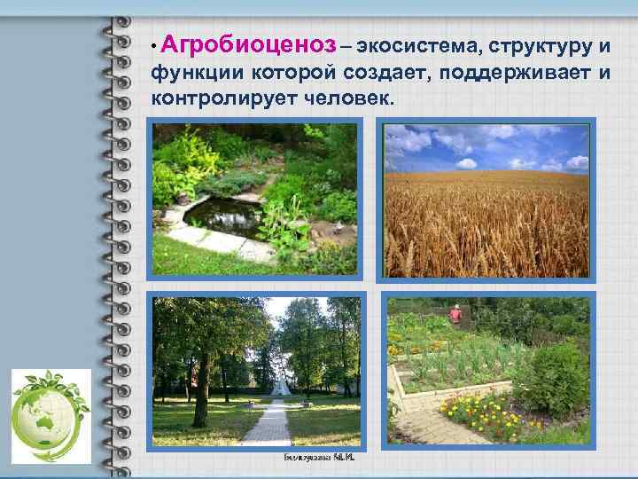  • Агробиоценоз – экосистема, структуру и функции которой создает, поддерживает и контролирует человек.
