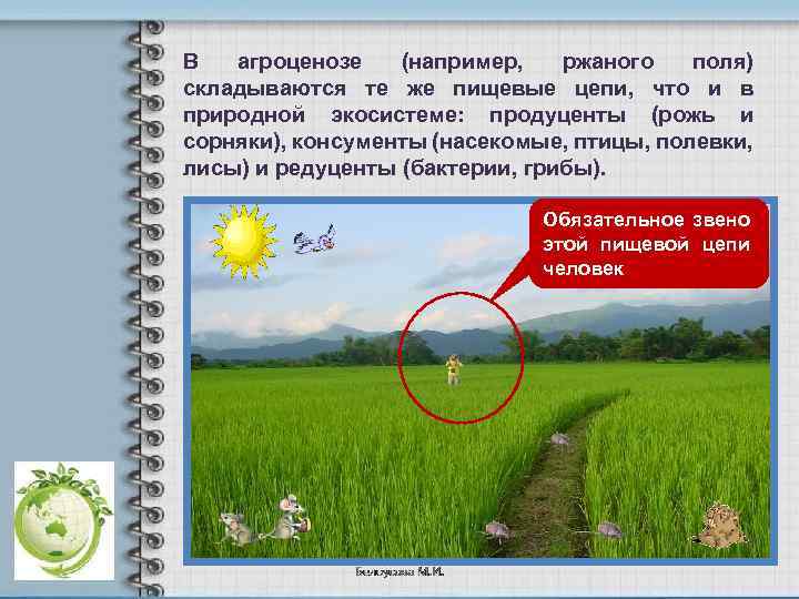 В агроценозе (например, ржаного поля) складываются те же пищевые цепи, что и в природной