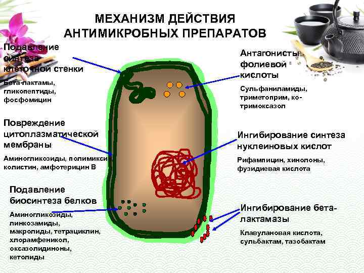 МЕХАНИЗМ ДЕЙСТВИЯ АНТИМИКРОБНЫХ ПРЕПАРАТОВ Подавление синтеза клеточной стенки Бета-лактамы, гликопептиды, фосфомицин Антагонисты фолиевой кислоты