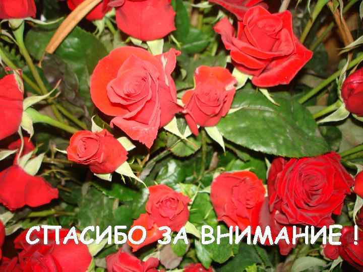 СПАСИБО ЗА ВНИМАНИЕ ! 