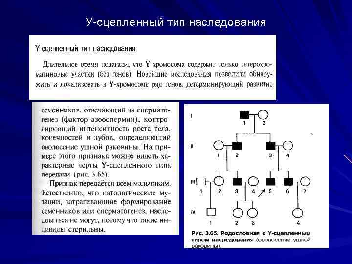 У-сцепленный тип наследования 