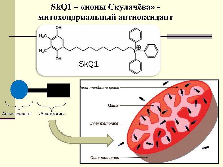 Sk. Q 1 – «ионы Скулачёва» митохондриальный антиоксидант Sk. Q 1 Антиоксидант «Локомотив» 