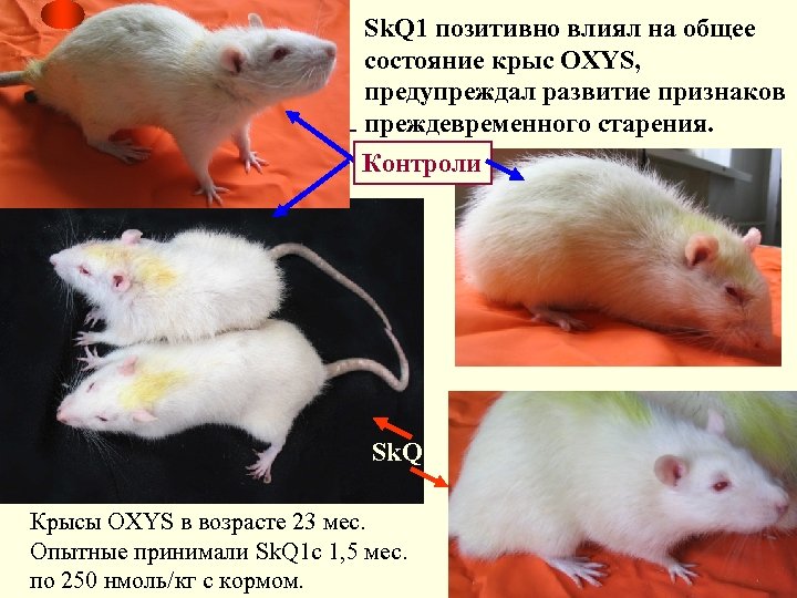 Sk. Q 1 позитивно влиял на общее состояние крыс OXYS, предупреждал развитие признаков преждевременного
