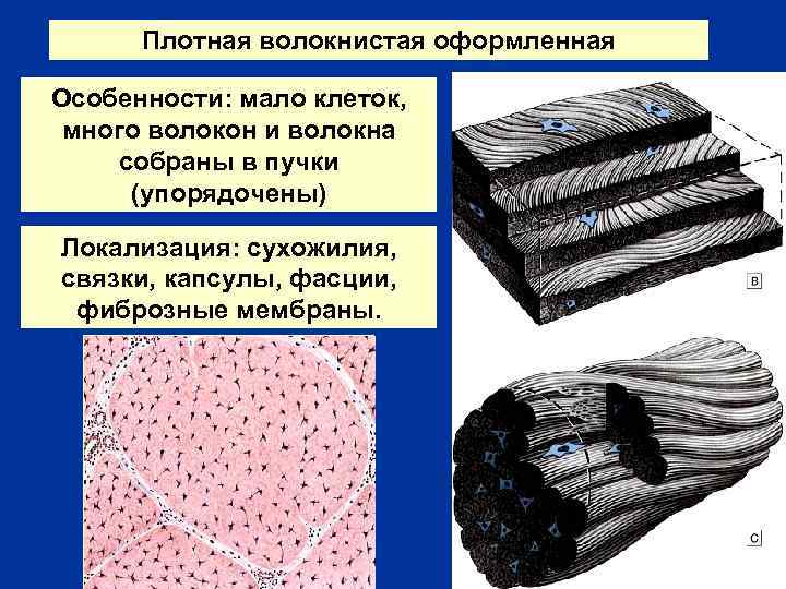 Плотная волокнистая оформленная Особенности: мало клеток, много волокон и волокна собраны в пучки (упорядочены)