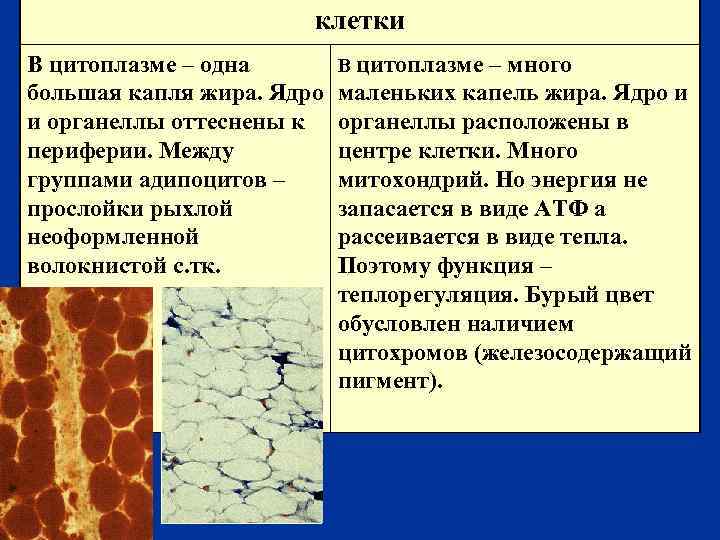 клетки В цитоплазме – одна большая капля жира. Ядро и органеллы оттеснены к периферии.