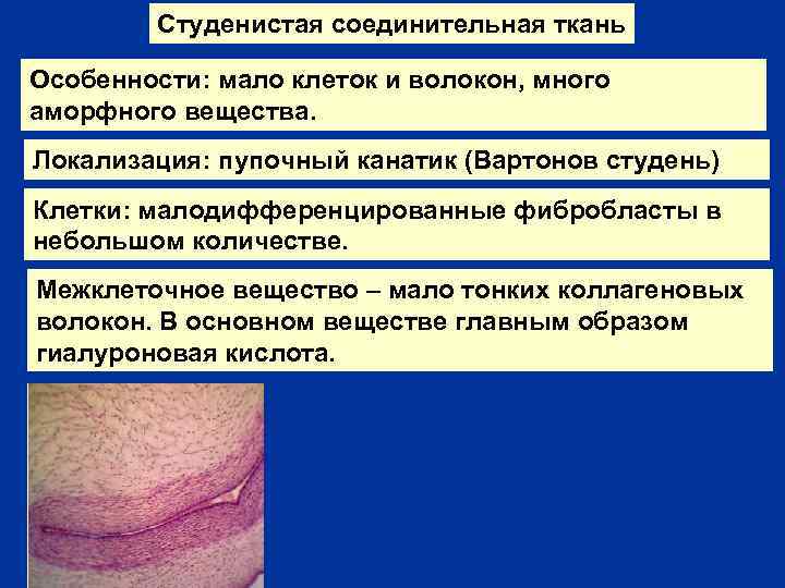 Студенистая соединительная ткань Особенности: мало клеток и волокон, много аморфного вещества. Локализация: пупочный канатик