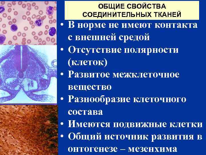 ОБЩИЕ СВОЙСТВА СОЕДИНИТЕЛЬНЫХ ТКАНЕЙ • В норме не имеют контакта с внешней средой •
