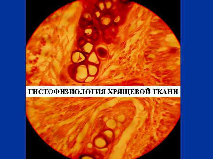ГИСТОФИЗИОЛОГИЯ ХРЯЩЕВОЙ ТКАНИ 