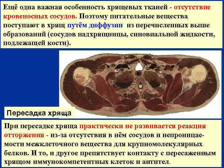 Ещё одна важная особенность хрящевых тканей - отсутствие кровеносных сосудов. Поэтому питательные вещества поступают