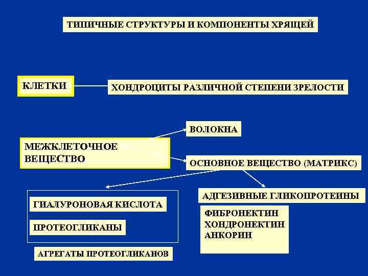 ТИПИЧНЫЕ СТРУКТУРЫ И КОМПОНЕНТЫ ХРЯЩЕЙ КЛЕТКИ ХОНДРОЦИТЫ РАЗЛИЧНОЙ СТЕПЕНИ ЗРЕЛОСТИ ВОЛОКНА МЕЖКЛЕТОЧНОЕ ВЕЩЕСТВО ГИАЛУРОНОВАЯ