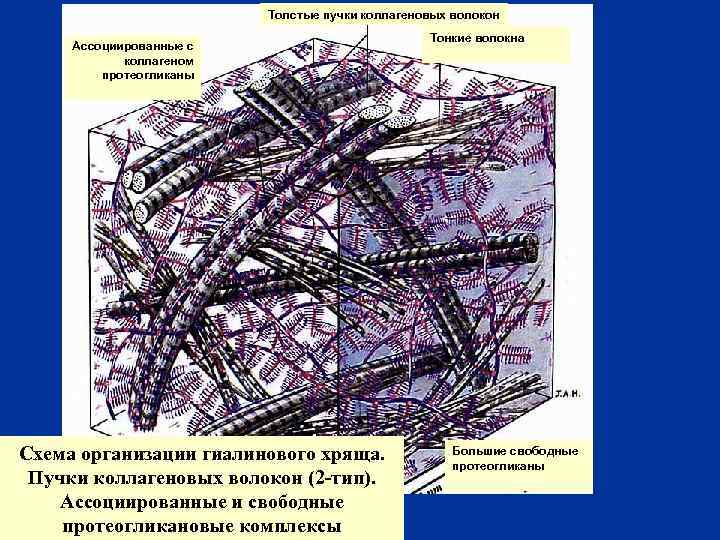Толстые пучки коллагеновых волокон Ассоциированные с коллагеном протеогликаны Схема организации гиалинового хряща. Пучки коллагеновых