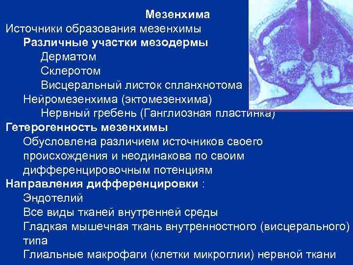 Мезенхима Источники образования мезенхимы Различные участки мезодермы Дерматом Склеротом Висцеральный листок спланхнотома Нейромезенхима (эктомезенхима)