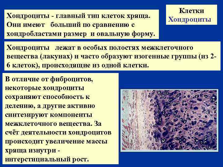 Хондроциты - главный тип клеток хряща. Они имеют больший по сравнению с хондробластами размер