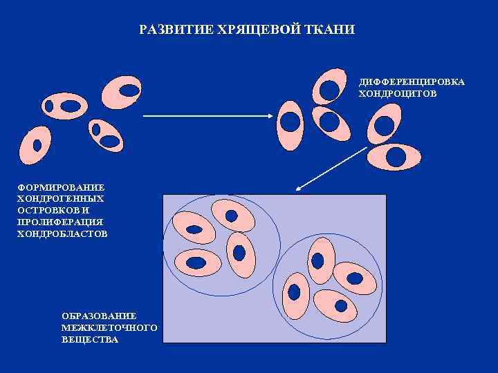 РАЗВИТИЕ ХРЯЩЕВОЙ ТКАНИ ДИФФЕРЕНЦИРОВКА ХОНДРОЦИТОВ ФОРМИРОВАНИЕ ХОНДРОГЕННЫХ ОСТРОВКОВ И ПРОЛИФЕРАЦИЯ ХОНДРОБЛАСТОВ ОБРАЗОВАНИЕ МЕЖКЛЕТОЧНОГО ВЕЩЕСТВА