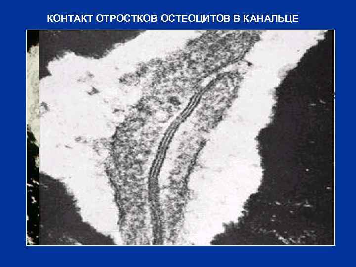 КОНТАКТ ОТРОСТКОВ ОСТЕОЦИТОВ В КАНАЛЬЦЕ 