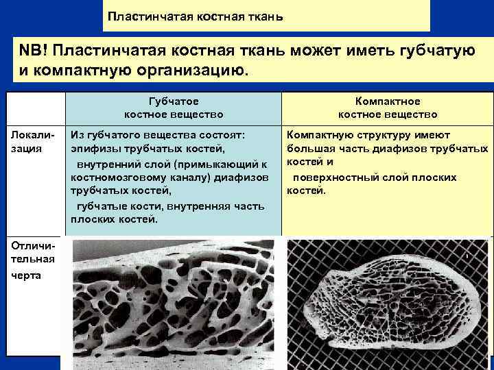 Пластинчатая костная ткань NB! Пластинчатая костная ткань может иметь губчатую и компактную организацию. Губчатое