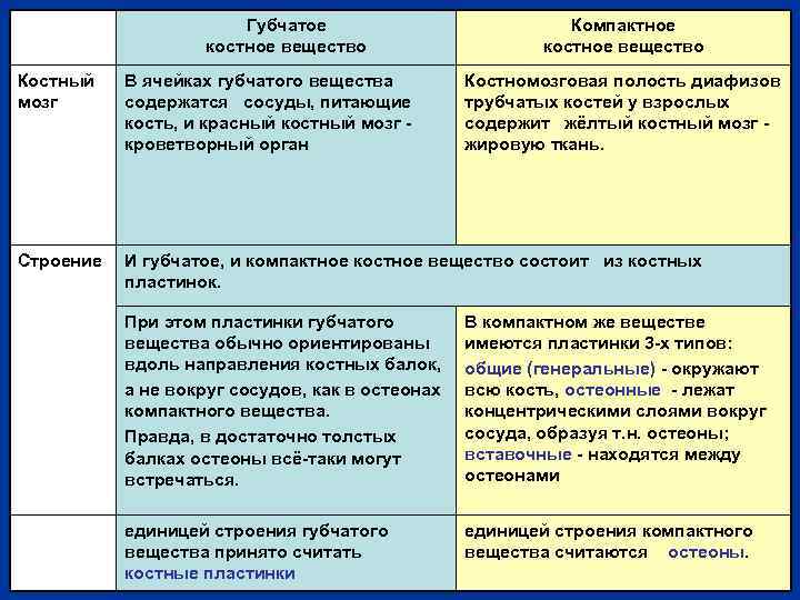 Губчатое костное вещество Костный мозг В ячейках губчатого вещества содержатся сосуды, питающие кость, и