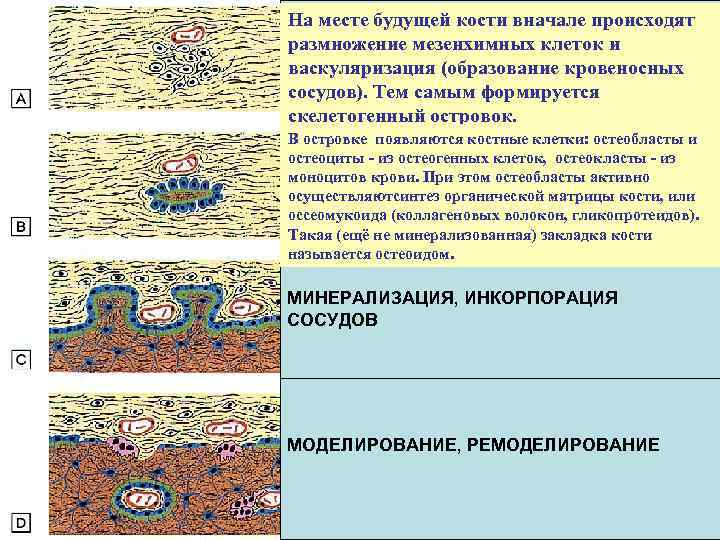 На месте будущей кости вначале происходят ОСТЕОГЕННЫЙ ОСТРОВОК размножение мезенхимных клеток и васкуляризация (образование