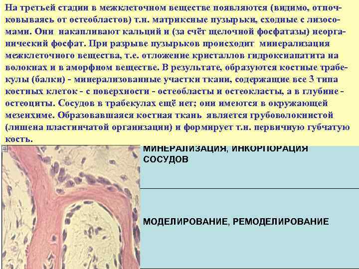 На третьей стадии в межклеточном веществе появляются (видимо, отпочковываясь от остеобластов) т. н. матриксные