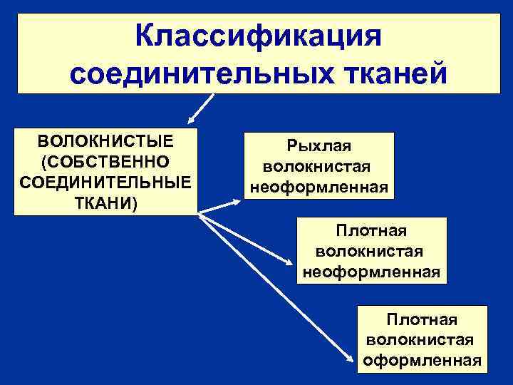 Классификация соединительных тканей ВОЛОКНИСТЫЕ (СОБСТВЕННО СОЕДИНИТЕЛЬНЫЕ ТКАНИ) Рыхлая волокнистая неоформленная Плотная волокнистая оформленная 