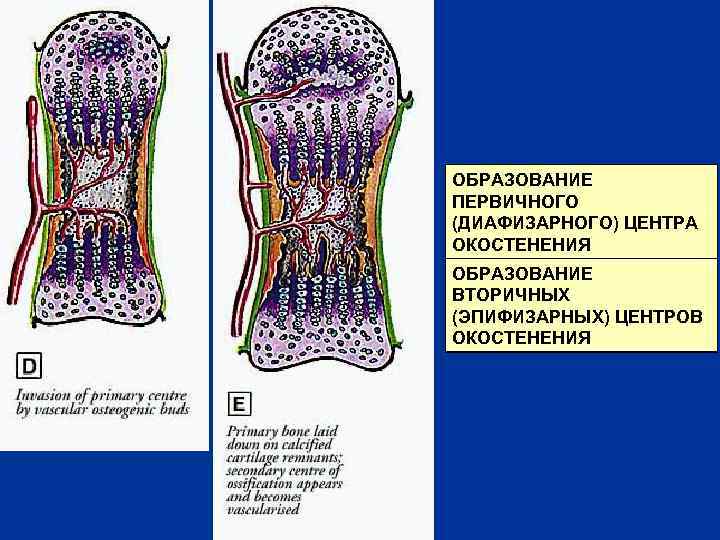 ОБРАЗОВАНИЕ ПЕРВИЧНОГО (ДИАФИЗАРНОГО) ЦЕНТРА ОКОСТЕНЕНИЯ ОБРАЗОВАНИЕ ВТОРИЧНЫХ (ЭПИФИЗАРНЫХ) ЦЕНТРОВ ОКОСТЕНЕНИЯ 