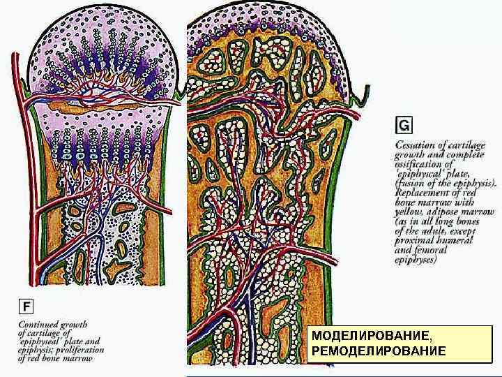 МОДЕЛИРОВАНИЕ, РЕМОДЕЛИРОВАНИЕ 