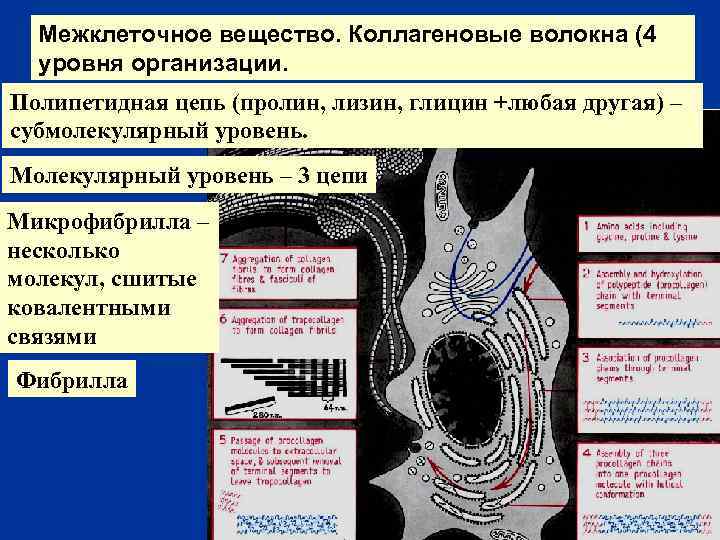 Межклеточное вещество. Коллагеновые волокна (4 уровня организации. Полипетидная цепь (пролин, лизин, глицин +любая другая)