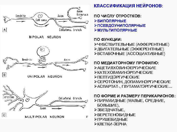 КЛАССИФИКАЦИЯ НЕЙРОНОВ: ПО ЧИСЛУ ОТРОСТКОВ: ØБИПОЛЯРНЫЕ ØПСЕВДОУНИПОЛЯРНЫЕ ØМУЛЬТИПОЛЯРНЫЕ ПО ФУНКЦИИ: ØЧУВСТВИТЕЛЬНЫЕ (АФФЕРЕНТНЫЕ) ØДВИГАТЕЛЬНЫЕ (ЭФФЕРЕНТНЫЕ)