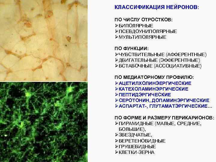 КЛАССИФИКАЦИЯ НЕЙРОНОВ: ПО ЧИСЛУ ОТРОСТКОВ: ØБИПОЛЯРНЫЕ ØПСЕВДОУНИПОЛЯРНЫЕ ØМУЛЬТИПОЛЯРНЫЕ ПО ФУНКЦИИ: ØЧУВСТВИТЕЛЬНЫЕ (АФФЕРЕНТНЫЕ) ØДВИГАТЕЛЬНЫЕ (ЭФФЕРЕНТНЫЕ)